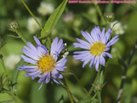 purple aster