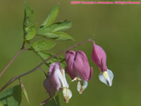 dicentra (bleeding hearts)