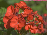 geranium