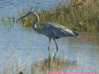 great blue heron