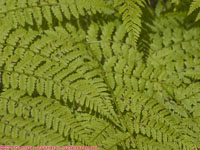 ferns