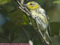 female marsh sparrow