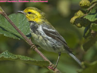 male marsh sparrow