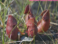 pitcher plants