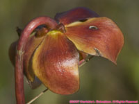 pitcher plant flower