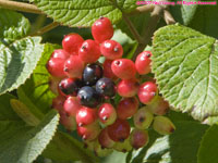 berries