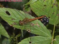 red dragonfly