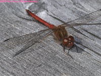 red dragonfly