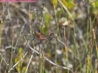 red dragonflies mating