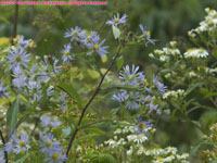 New England asters