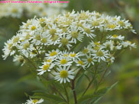 daisies