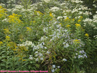 mixed wildflowers