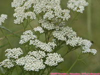 yarrow