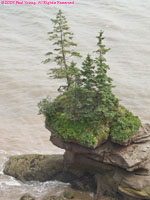 flowerpot rock