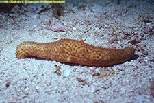 sea cucumber