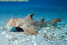 horn shark