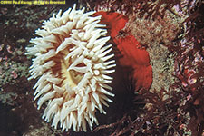 anemone