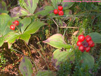 berries