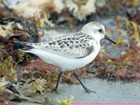 sandpiper