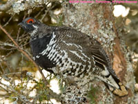 spruce grouse