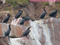 cormorants