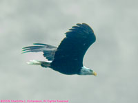 bald eagle