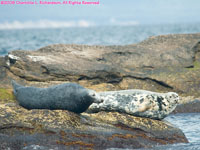 grey seals