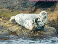 grey seal