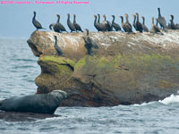 grey seal and cormorants