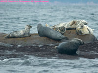 grey seals