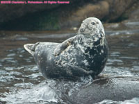 grey seal