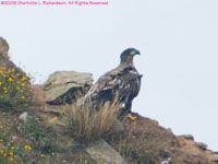 juvenile bald eagle