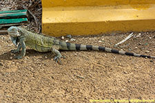 iguana