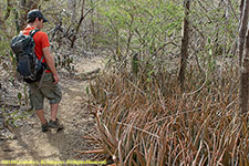 trail passing aloe plants