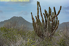 cactus and mountain