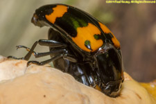 mating beetles