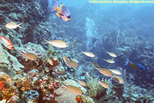 underwater hot spring