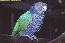 siserou parrot