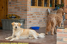 Goldie and Jazz