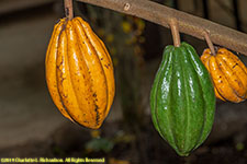 cocoa pods