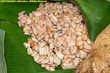 cocoa beans