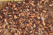 cocoa beans