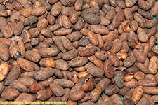 cocoa beans