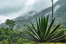 cloud forest