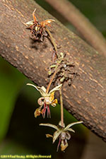 cocoa flowers