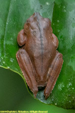frog