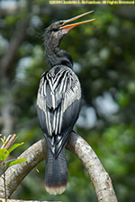 anhinga