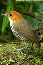 antpitta