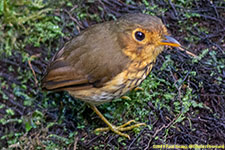 antpitta