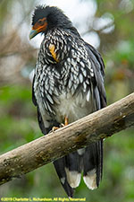 caracara